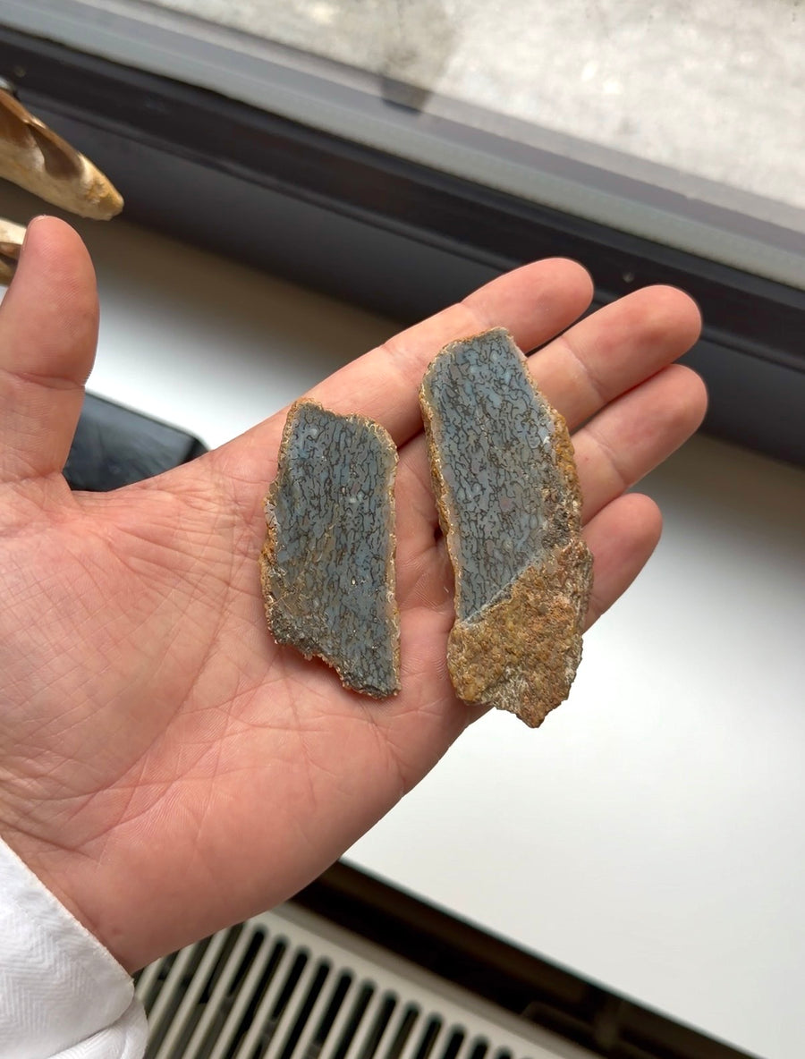 Ultra-Rare Dinosaur Bone